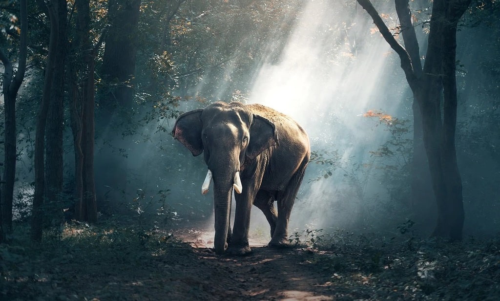 Observer la faune sauvage sans la déranger