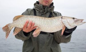 Lire la suite à propos de l’article Découvrir la pêche au gros&nbsp;: vivre une expérience en mer unique